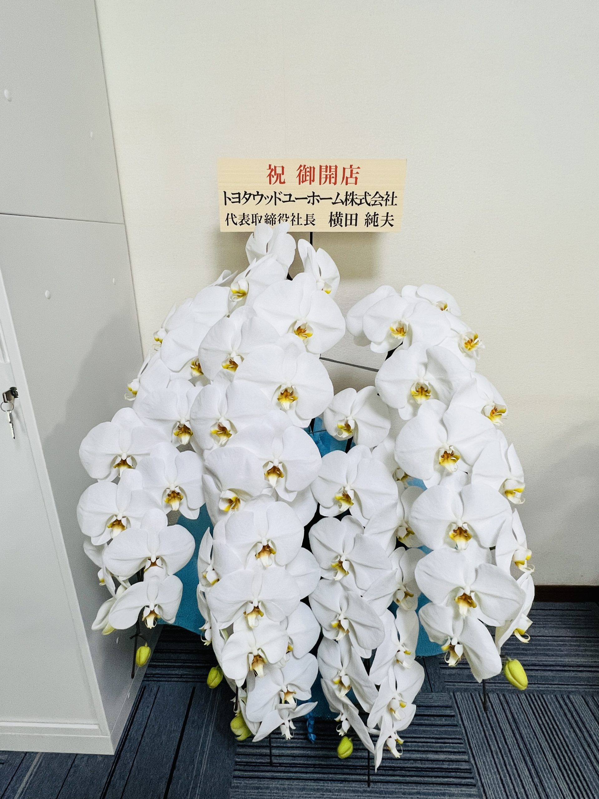 懇意にさせていただいている法人様より、立派な胡蝶蘭をいただきました